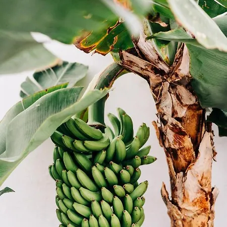 Casa de Férias La Palmera - Fabulosa Casa, Lanzarote, Playa Honda (Lanzarote)