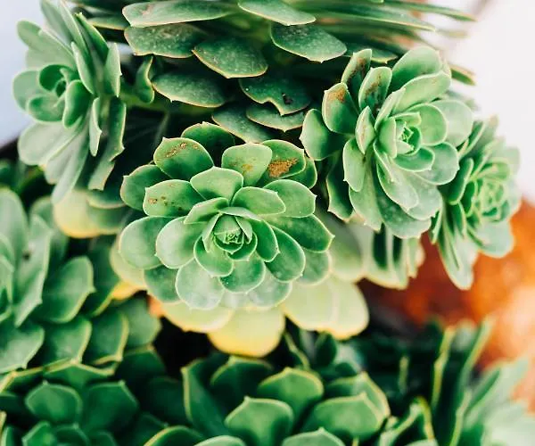 La Palmera - Fabulosa Casa, Lanzarote, Dom wakacyjny *