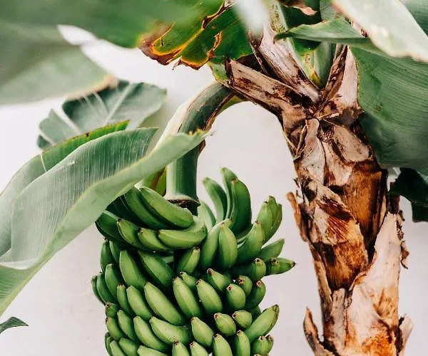 Hébergement de vacances La Palmera - Fabulosa Casa, Lanzarote, Playa Honda (Lanzarote)